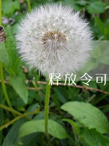 释放令可以去银行说明逾期 释放令可以去银行说明逾期