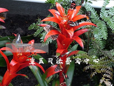 重医司法鉴定中心 重医司法鉴定中心