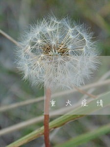 重大疫情下的房租逾期 重大疫情下的房租逾期