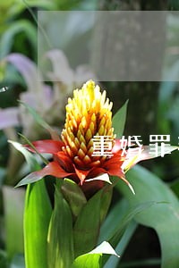 重婚罪判几年律师推荐