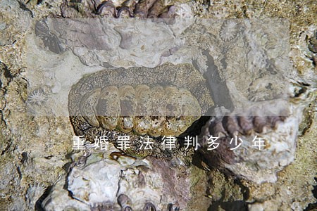 重婚罪法律判多少年