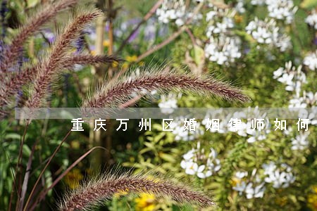 重庆万州区婚姻律师如何收费