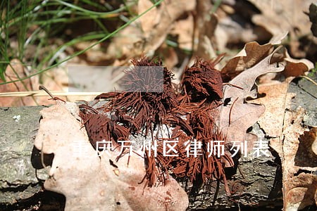 重庆万州区律师列表