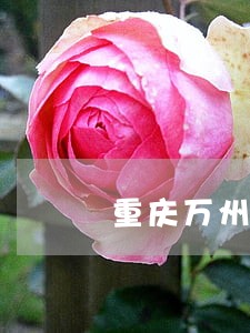 重庆万州区法律咨询电话 重庆万州区法律咨询电话