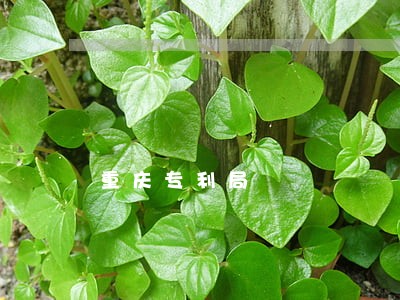 重庆专利局 重庆专利局