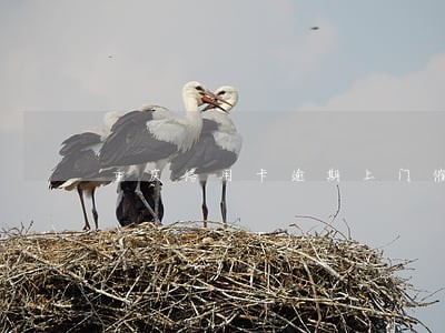 重庆信用卡逾期上门催收怎么办