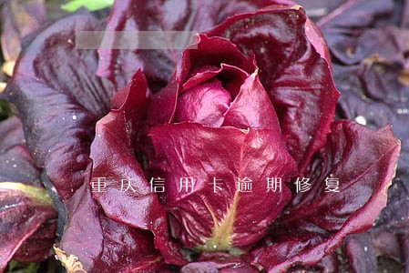重庆信用卡逾期修复