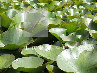 重庆债务律师推荐 重庆债务律师推荐