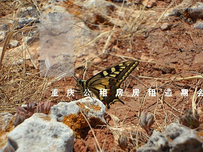 重庆公租房房租逾期会上征信吗 重庆公租房房租逾期会上征信吗