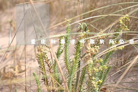 重庆刑事律师事务所免费咨询 重庆刑事律师事务所免费咨询