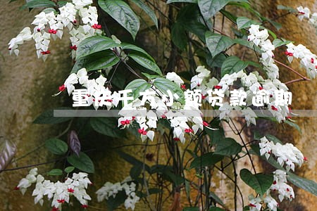 重庆千方小额贷款逾期 重庆千方小额贷款逾期