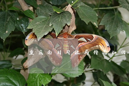 重庆南川司法局待遇如何 重庆南川司法局待遇如何