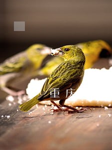 重庆司法矫正信息