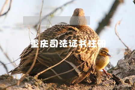 重庆司法证书注册 重庆司法证书注册