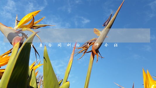 重庆合同纠纷律师介绍 重庆合同纠纷律师介绍