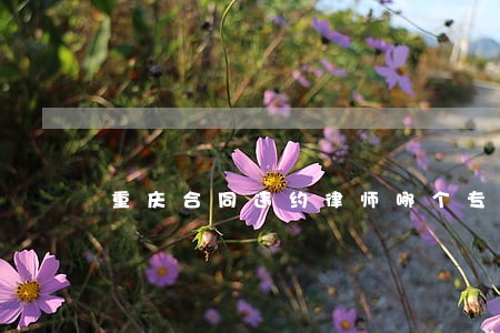 重庆合同违约律师哪个专业 重庆合同违约律师哪个专业