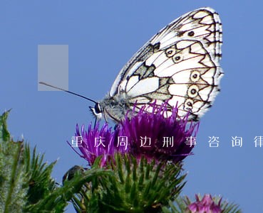 重庆周边刑事咨询律师免费咨询