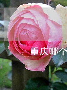 重庆哪个法院起诉