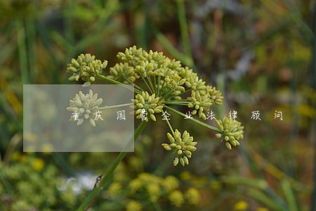 重庆国营企业法律顾问 重庆国营企业法律顾问