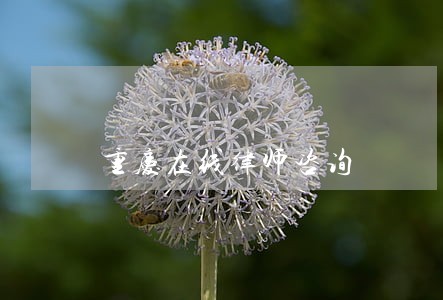 重庆在线律师咨询 重庆在线律师咨询