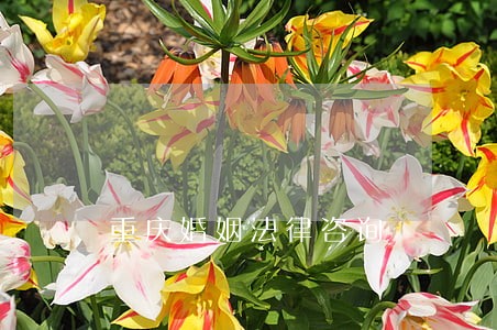 重庆婚姻法律咨询 重庆婚姻法律咨询