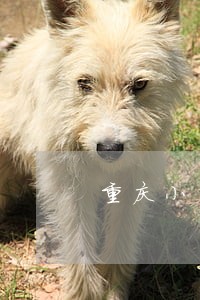 重庆小米贷款逾期30天 重庆小米贷款逾期30天
