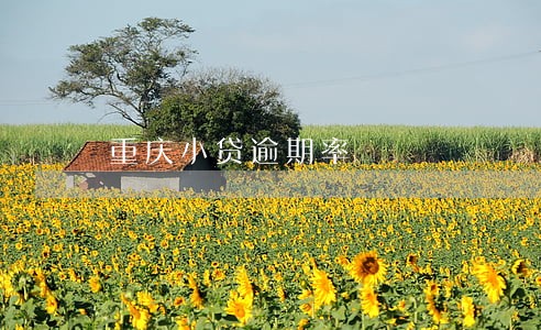 重庆小贷逾期率 重庆小贷逾期率