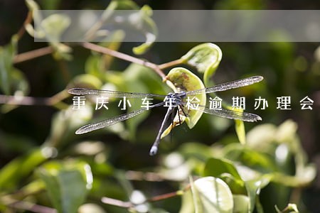 重庆小车年检逾期办理会罚款吗 重庆小车年检逾期办理会罚款吗
