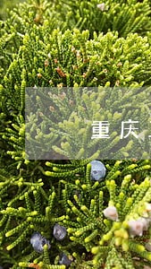 重庆工行信用卡中心逾期处理电话