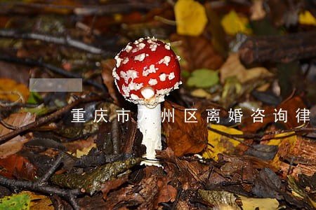 重庆市万州区离婚咨询律师 重庆市万州区离婚咨询律师