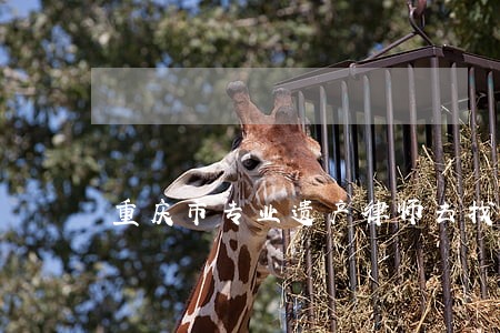 重庆市专业遗产律师去找哪家 重庆市专业遗产律师去找哪家