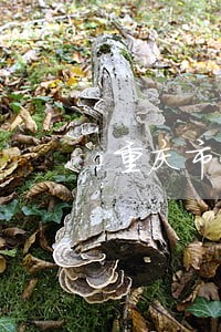 重庆市公积金贷款有网贷逾期 重庆市公积金贷款有网贷逾期