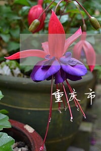 重庆市司法所司法助理员制服 重庆市司法所司法助理员制服