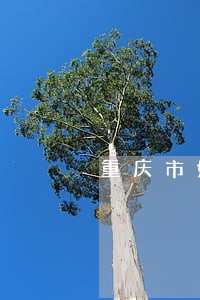 重庆市婚姻家事律师介绍信誉至上 重庆市婚姻家事律师介绍信誉至上