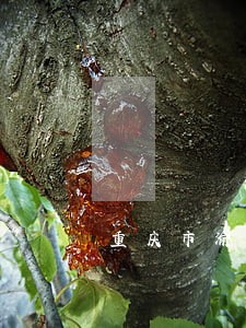 重庆市渝中区离婚律师所 重庆市渝中区离婚律师所