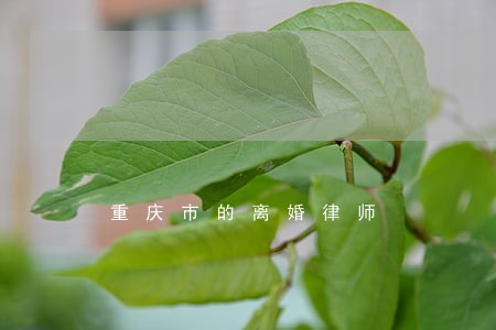 重庆市的离婚律师