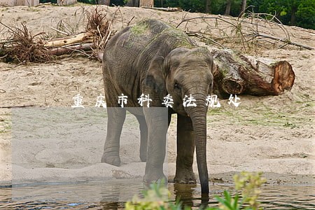 重庆市科委法规处 重庆市科委法规处