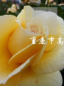 重庆市高级人民法院举报电话