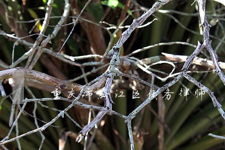 重庆市黔江区债务律师 重庆市黔江区债务律师