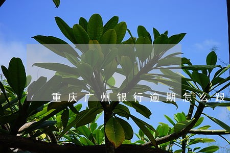 重庆广州银行逾期怎么跟银行协商