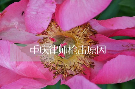 重庆律师枪击原因 重庆律师枪击原因
