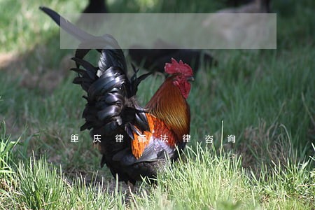 重庆律师法律咨询 重庆律师法律咨询