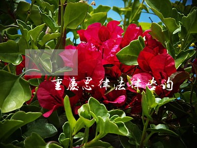 重庆思律法律咨询 重庆思律法律咨询
