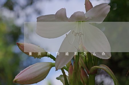 重庆房贷逾期怎么办 重庆房贷逾期怎么办