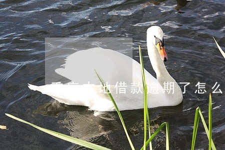 重庆本地借款逾期了怎么办 重庆本地借款逾期了怎么办