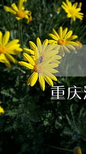 重庆江北离婚案件律师收费 重庆江北离婚案件律师收费