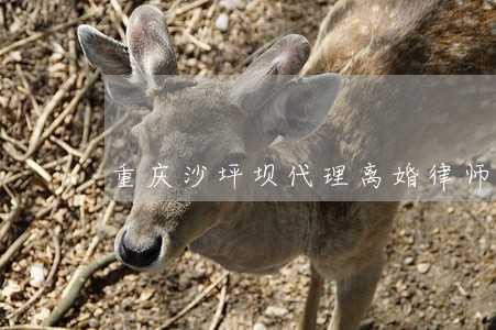 重庆沙坪坝代理离婚律师
