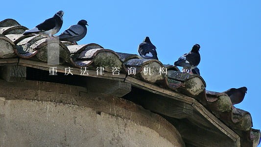 重庆法律咨询机构