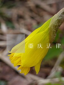 重庆法律援助的条件 重庆法律援助的条件