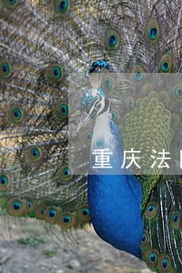 重庆法院养老保险损失纠纷 重庆法院养老保险损失纠纷